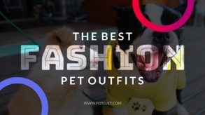 pet outfits
