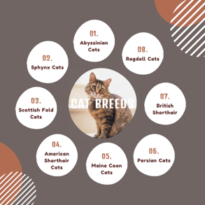 cat-breeds-bubble-map
