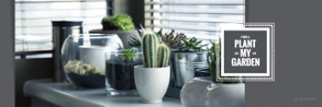 plant