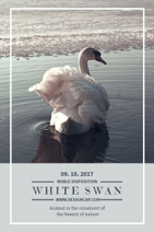 white swan