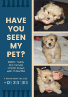 photo-collage-lost-dog-flyer