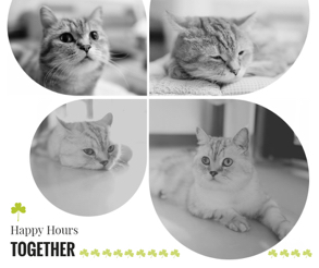 cute cat