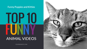 animal videos